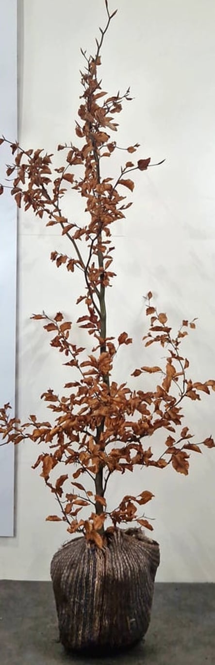 Fagus sylvatica - 175-200 CM RB